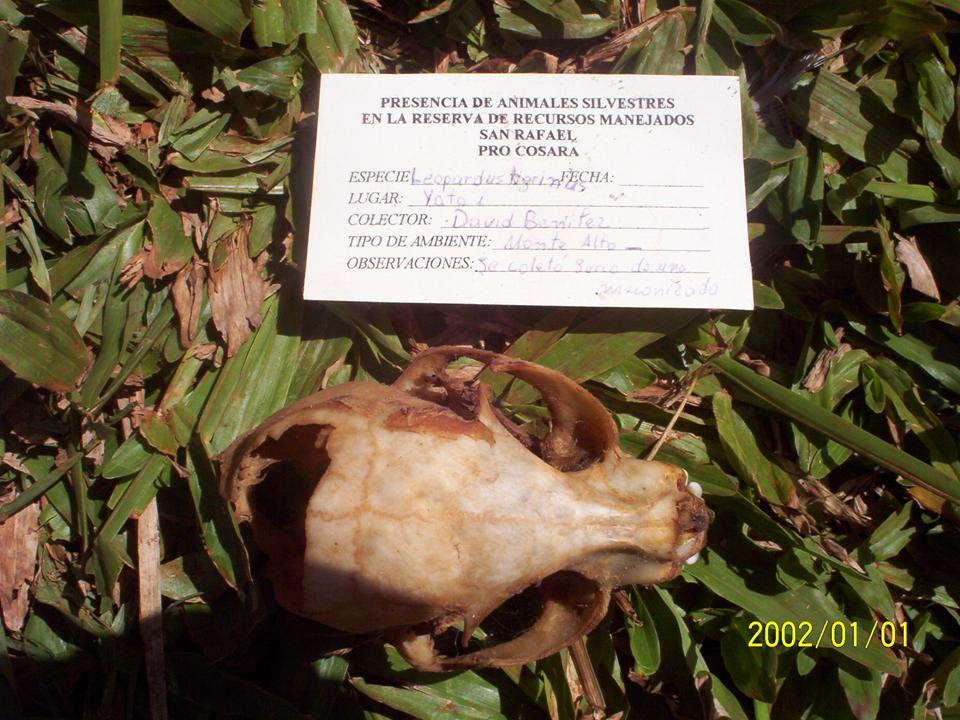 DORSAL DORSAL